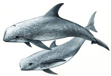 Calderon gris o delfin de Risso (Grampus griseus)